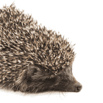 Glimpse Into Ancient Hedgehog Artifacts