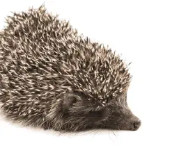 Hedgehogs Through the Ages: a Glimpse Into Ancient Hedgehog Artifacts 66 Glimpse Into Ancient Hedgehog Artifacts