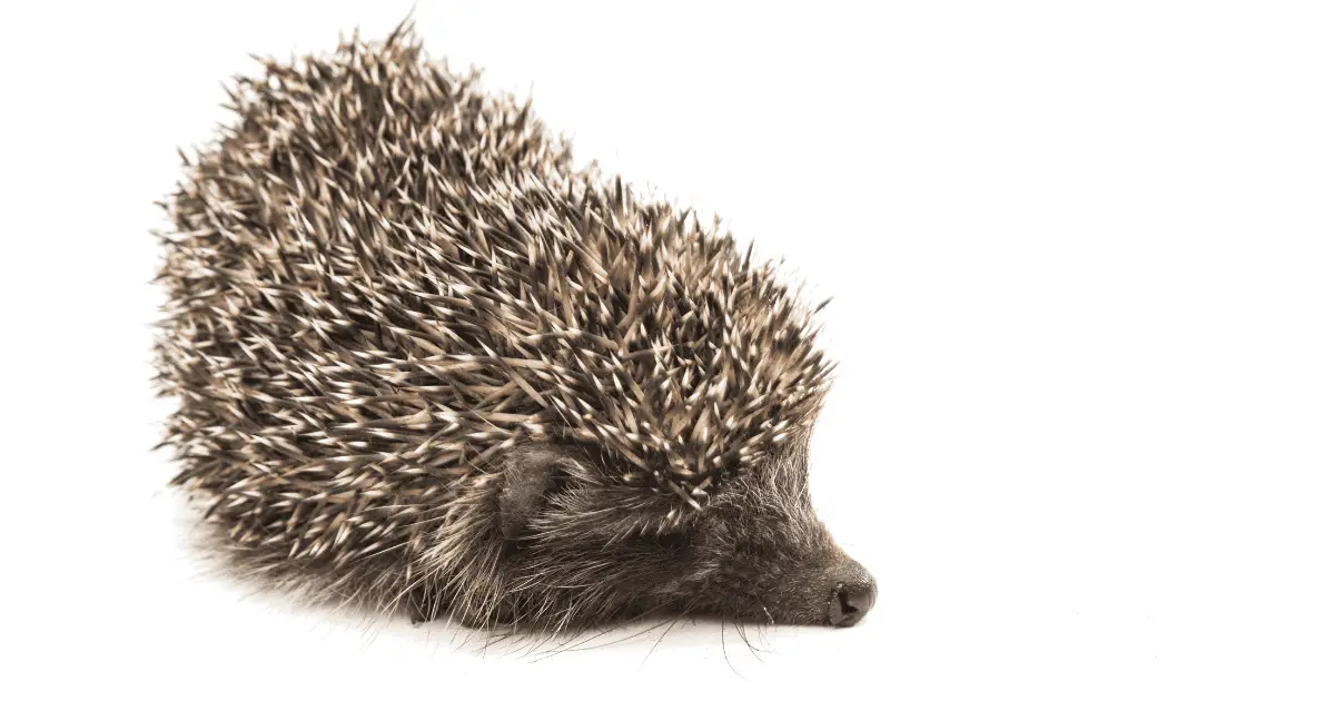 Hedgehogs Through the Ages: a Glimpse Into Ancient Hedgehog Artifacts 25 Glimpse Into Ancient Hedgehog Artifacts