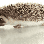 Portion Control: Using the Right Food Containers for Diet Management