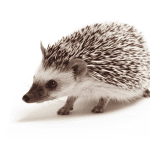 Why Ceramic Food Bowls Are Ideal for Hedgehogs