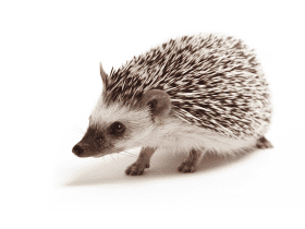 Why Ceramic Food Bowls Are Ideal for Hedgehogs 72 Why Ceramic Food Bowls Are Ideal for Hedgehogs