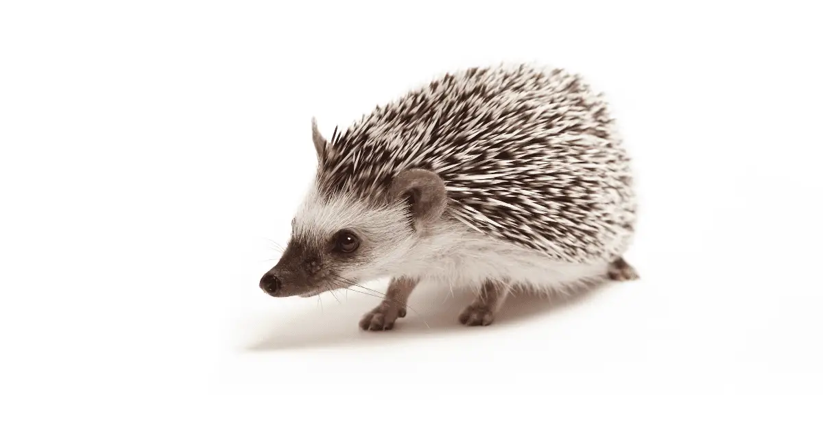 Why Ceramic Food Bowls Are Ideal for Hedgehogs 25 Why Ceramic Food Bowls Are Ideal for Hedgehogs
