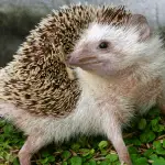Busting the Myth: Do Hedgehogs Really Smell