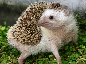 Busting the Myth: Do Hedgehogs Really Smell 63 Busting the Myth: Do Hedgehogs Really Smell