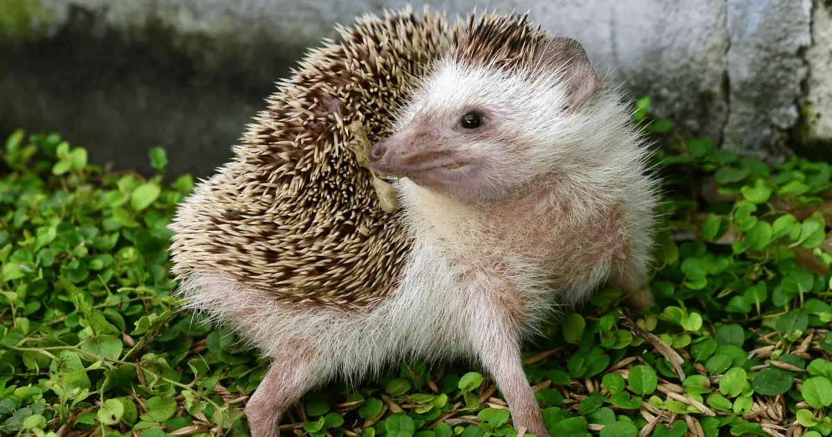 Busting the Myth: Do Hedgehogs Really Smell 25 Busting the Myth: Do Hedgehogs Really Smell