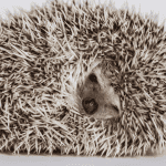 Fact or Fiction: Debunking 10 Popular Hedgehog Myths