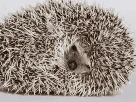 Fact or Fiction: Debunking 10 Popular Hedgehog Myths 63 Fact or Fiction: Debunking 10 Popular Hedgehog Myths