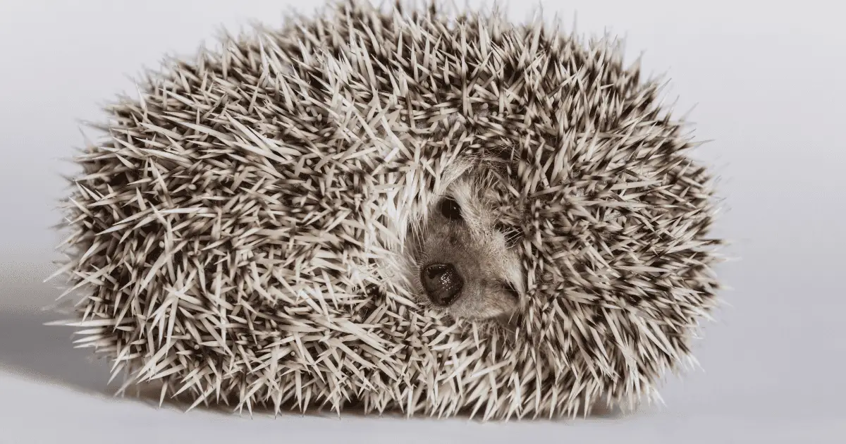 Fact or Fiction: Debunking 10 Popular Hedgehog Myths 25 Fact or Fiction: Debunking 10 Popular Hedgehog Myths