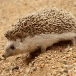 Strangest Places Hedgehogs Have Been Found