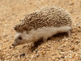 Hedgehog Hideaways: Top 10 Strangest Places Hedgehogs Have Been Found 45 Strangest Places Hedgehogs Have Been Found