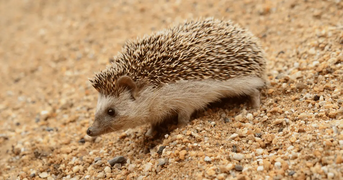 Hedgehog Hideaways: Top 10 Strangest Places Hedgehogs Have Been Found 25 Strangest Places Hedgehogs Have Been Found