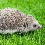 Ensuring Clean Water: Tips on Cleaning Hedgehog Drink Containers