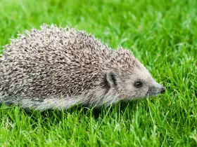 Ensuring Clean Water: Tips on Cleaning Hedgehog Drink Containers 66 Ensuring Clean Water: Tips on Cleaning Hedgehog Drink Containers