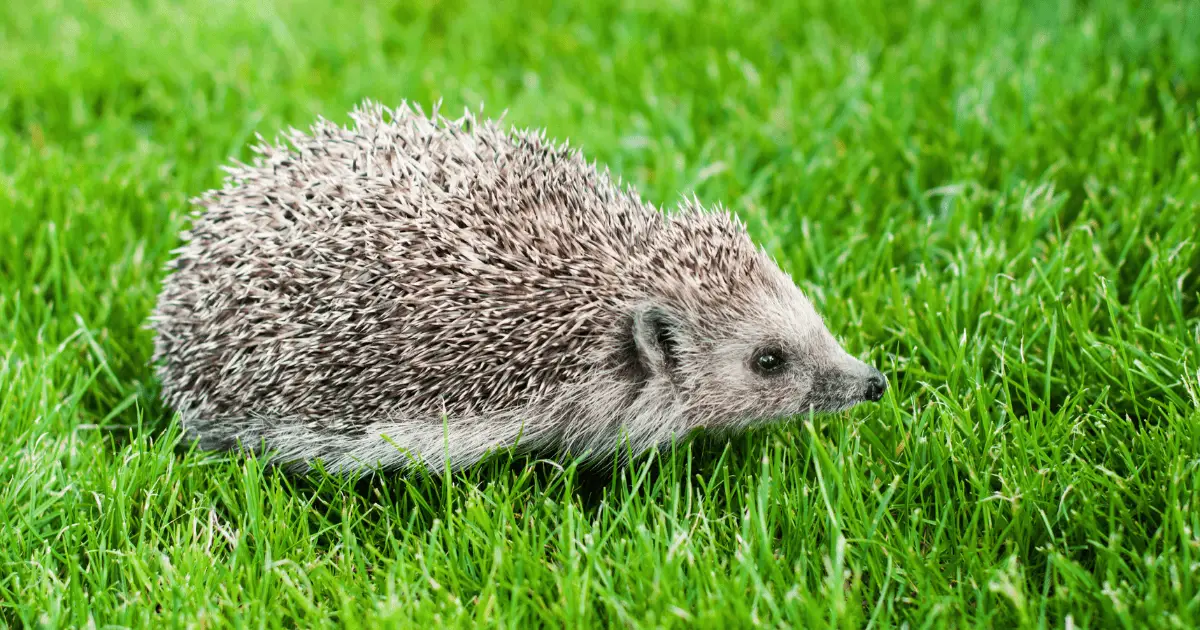 Ensuring Clean Water: Tips on Cleaning Hedgehog Drink Containers 25 Ensuring Clean Water: Tips on Cleaning Hedgehog Drink Containers
