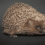 Hedgehog Winter Care: Keeping Them Warm and Cozy