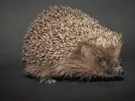 Hedgehog Winter Care: Keeping Them Warm and Cozy