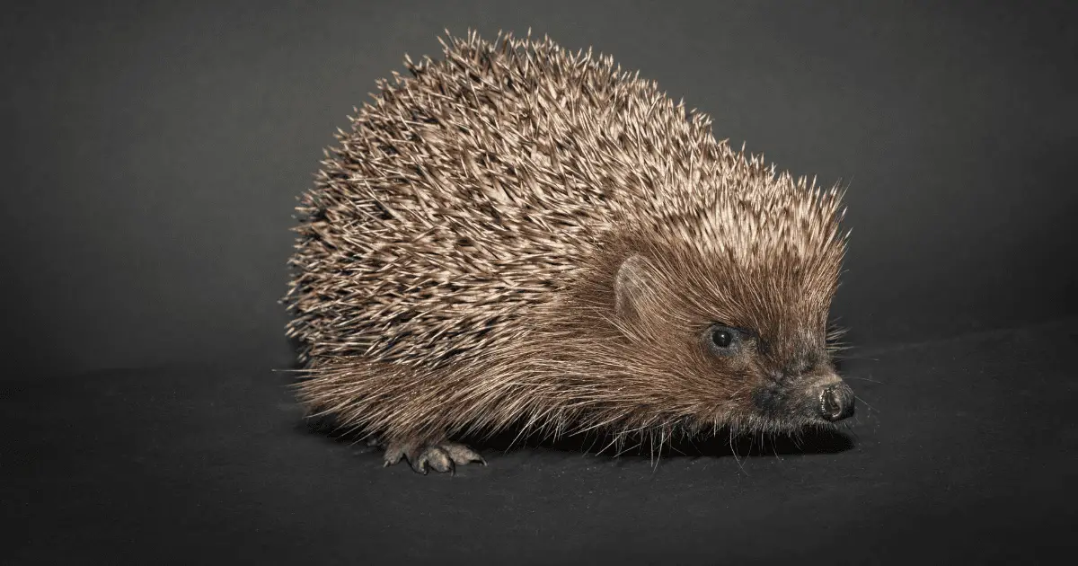 Hedgehog Winter Care: Keeping Them Warm and Cozy 25 Hedgehog Winter Care: Keeping Them Warm and Cozy