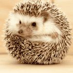 15 Classic Names for Hedgehogs That Never Go Out of Style
