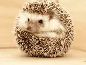 15 Classic Names for Hedgehogs That Never Go Out of Style