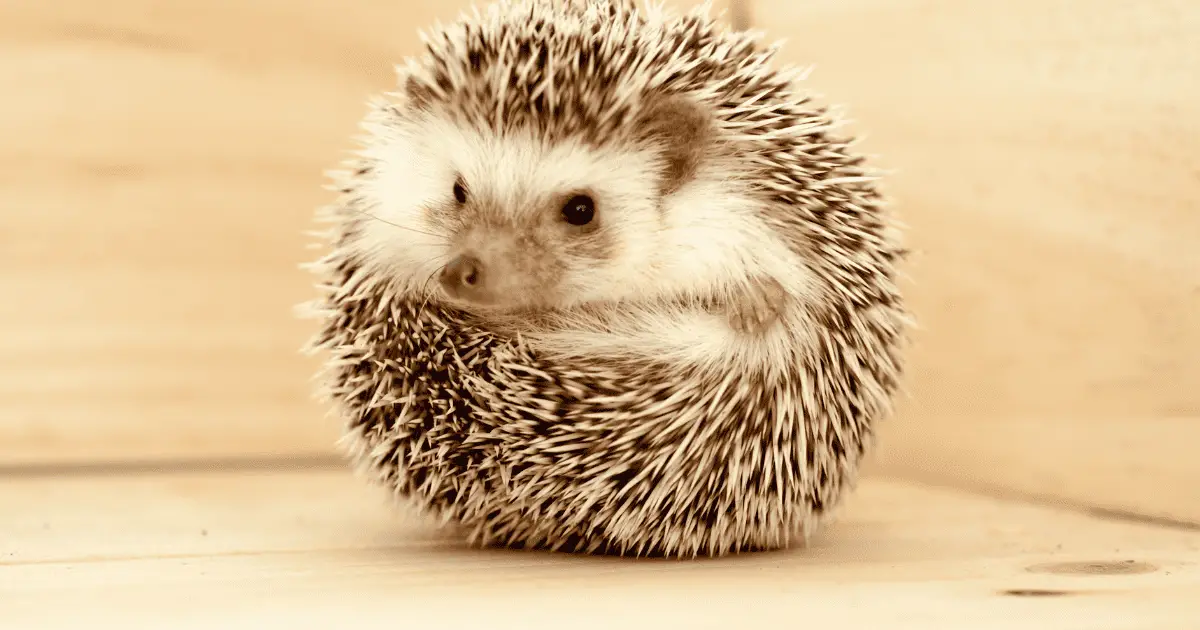 15 Classic Names for Hedgehogs That Never Go Out of Style 25 15 Classic Names for Hedgehogs That Never Go Out of Style