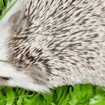 Hedgehogs in the Limelight: Famous Hedgehogs in Media
