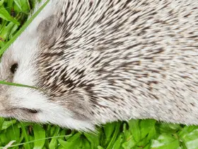 Hedgehogs in the Limelight: Famous Hedgehogs in Media 60 Hedgehogs in the Limelight: Famous Hedgehogs in Media