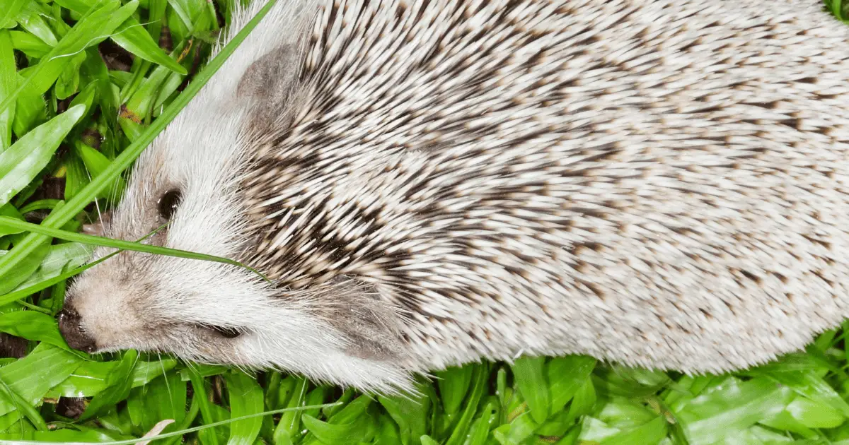 Hedgehogs in the Limelight: Famous Hedgehogs in Media 25 Hedgehogs in the Limelight: Famous Hedgehogs in Media