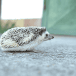 Budgeting for Your Hedgehog’s Health and Wellness