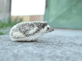 Budgeting for Your Hedgehog's Health and Wellness 39 Budgeting for Your Hedgehog’s Health and Wellness