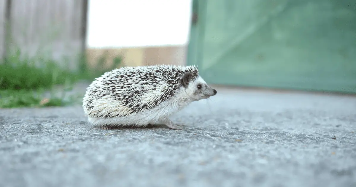 Budgeting for Your Hedgehog’s Health and Wellness