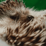 Is Pet Insurance Worth It for Hedgehogs