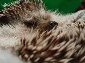 Is Pet Insurance Worth It for Hedgehogs 48 Is Pet Insurance Worth It for Hedgehogs