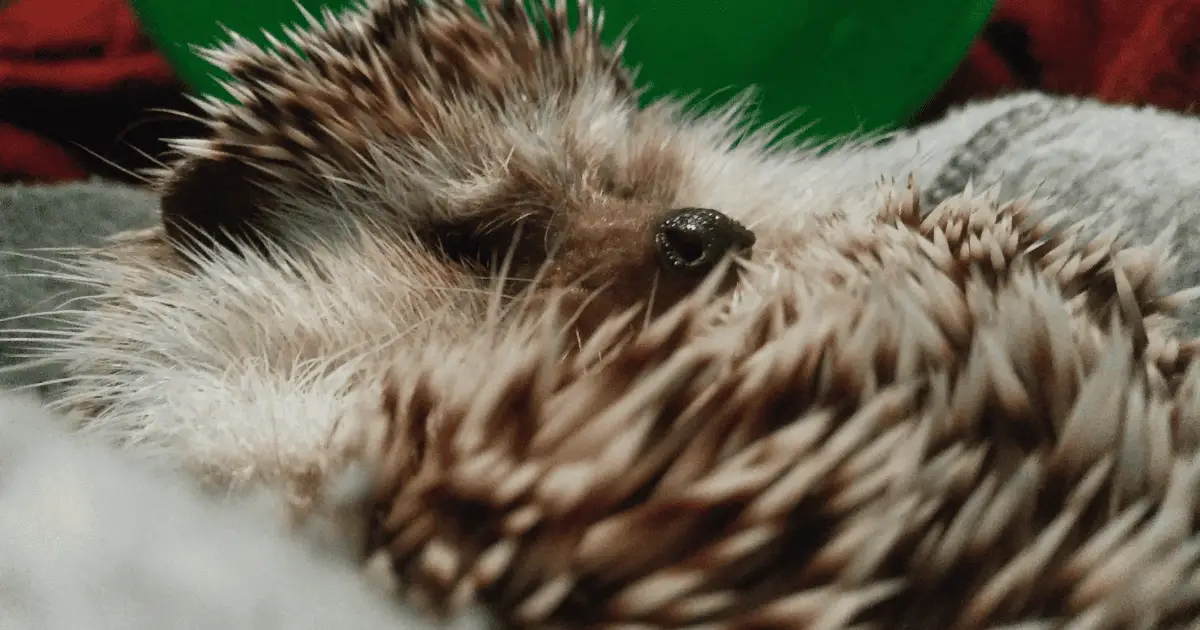 Is Pet Insurance Worth It for Hedgehogs 25 Is Pet Insurance Worth It for Hedgehogs