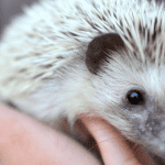 How Proper Care Can Extend Your Hedgehog’s Lifespan