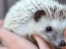 How Proper Care Can Extend Your Hedgehog's Lifespan 81 How Proper Care Can Extend Your Hedgehog’s Lifespan