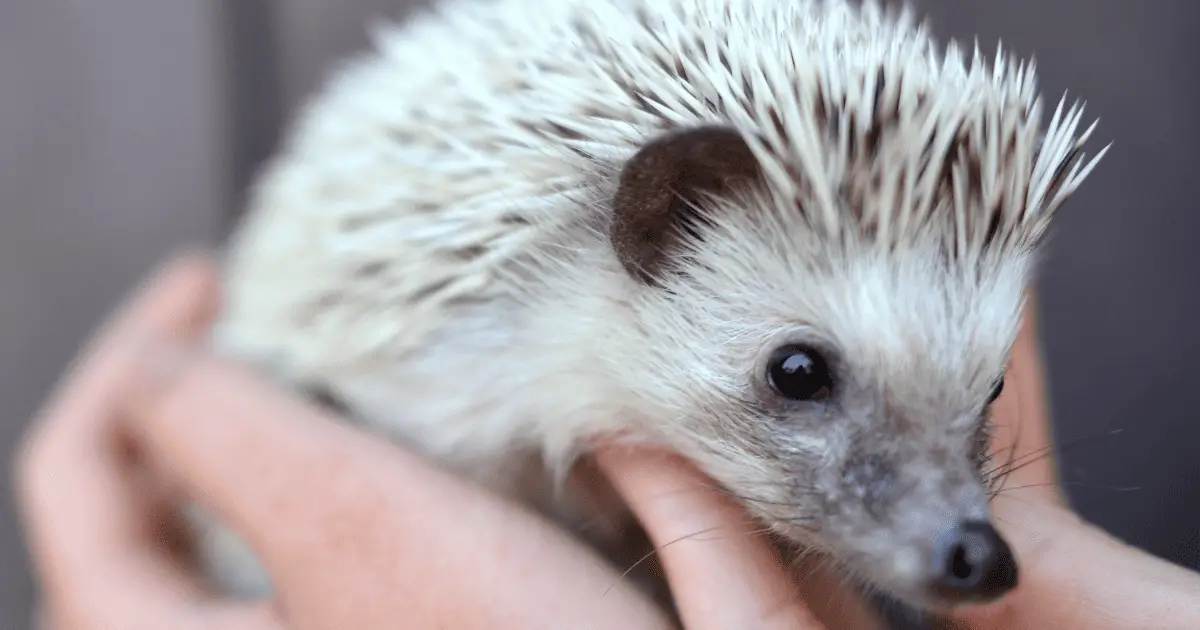 How Proper Care Can Extend Your Hedgehog's Lifespan - Hedgehog Love