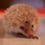 The Role of Insects in a Hedgehog’s Diet: Why They’re Important