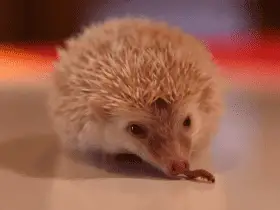 The Role of Insects in a Hedgehog’s Diet: Why They’re Important