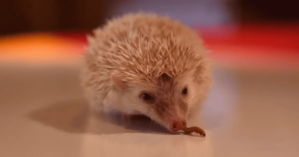 The Role of Insects in a Hedgehog's Diet: Why They're Important 25 The Role of Insects in a Hedgehog’s Diet: Why They’re Important