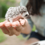 Recognizing and Addressing Age-Related Health Issues in Hedgehogs