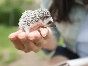 Recognizing and Addressing Age-Related Health Issues in Hedgehogs 45 Recognizing and Addressing Age-Related Health Issues in Hedgehogs