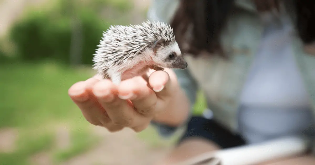 Recognizing and Addressing Age-Related Health Issues in Hedgehogs 25 Recognizing and Addressing Age-Related Health Issues in Hedgehogs
