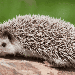 How Often Should You Deep Clean a Hedgehog Cage