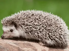 How Often Should You Deep Clean a Hedgehog Cage 69 How Often Should You Deep Clean a Hedgehog Cage