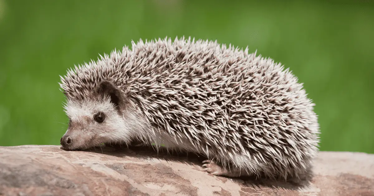 How Often Should You Deep Clean a Hedgehog Cage 25 How Often Should You Deep Clean a Hedgehog Cage