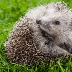 Hedgehog First Aid: What Every Owner Should Know