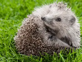 Hedgehog First Aid: What Every Owner Should Know 63 Hedgehog First Aid: What Every Owner Should Know
