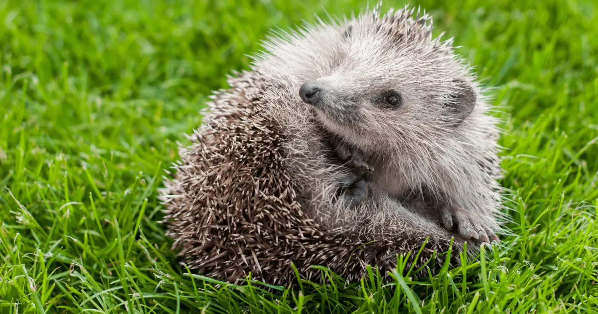 Hedgehog First Aid: What Every Owner Should Know