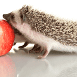 What to Do if Your Hedgehog Bites: Immediate Steps